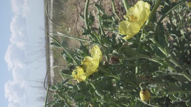 Sea poppy (Glaucium flavum). Sea coast salty steppe, highway shoulder, salt marsh edge. Herba Glaucii flavi. Broncholitin. Arabatskaya strelka, Azov Sea