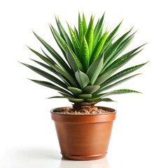 Fototapeta premium aloe vera plant in pot on white background