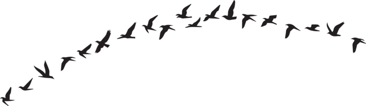 Vector illustration of  flying bird silhouettes in nature