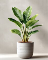 An elegant indoor plant featuring lush green leaves in a modern pot, perfect for enhancing any living space or office decor.