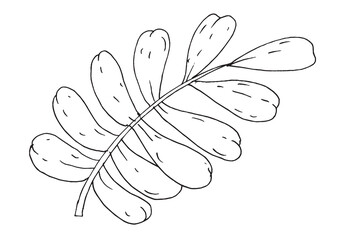Whimsical hand-drawn leaf branch in cartoon style with rounded leaves and minimal detail. Great for kids&rsquo; books, coloring pages, nature-themed decor, botanical learning materials, and eco-friendly