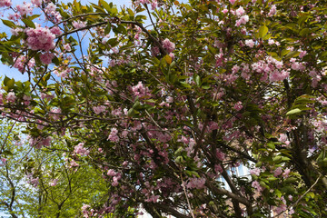 Un bel arbre en fleur à Woluwe Saint Lambert