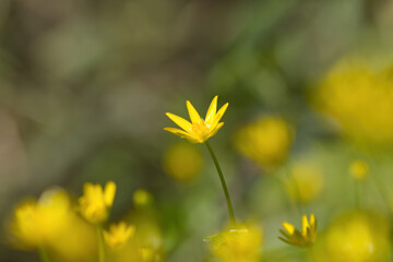 Close-up of lesser celandine, close-up of Ranunculus ficaria, yellow flower with yellow pollen pistils and green-yellow background, early bloomer, harbinger of spring