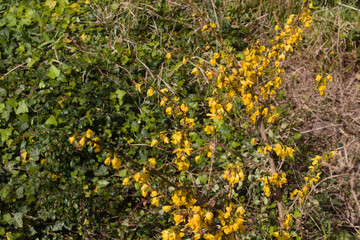 Végétation en fleur un beau jour d'été