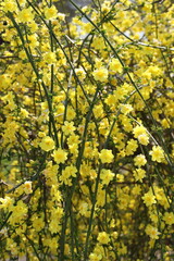 日本の春の庭に咲くオウバイモドキの黄色い花