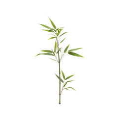 Fototapeta premium Lush Green Bamboo Shoot Isolated on Transparent Background