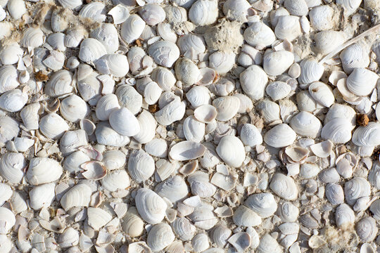 White shells on estuary shoreline
