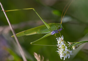 locust Phaneroptera eating blue wild flower, field