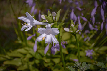 White hosta flowers on a background of flowers blooming in the garden.