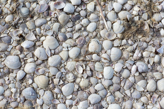 Shells on the ground at estuary