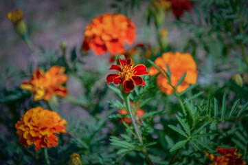 Bright marigolds blooming in the garden.