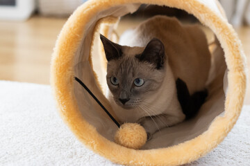 Blue-eyed cat in a cat tunnel. Playful Siamese purebred feline hiding inside toy tunnel. Perfect...