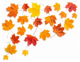 Fototapeta premium Autumn fall banner with falling maple leaves . Flying color leaves isolated on white