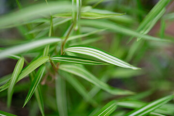 Obraz premium Cat bamboo grass Thyrsostachys siamensis Gamble.