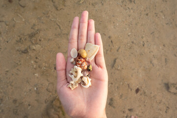 Woman holding hermit crab shell in her hands. Seashell in the young wooman's hands.