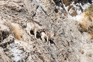 Two young blue sheeps on the steep mountain slope