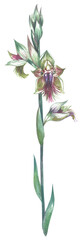 Copper beard orchid Аustralia. 
Watercolor hand drawing painted illustration.