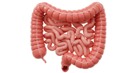 Isolated Human Colon Anatomy
