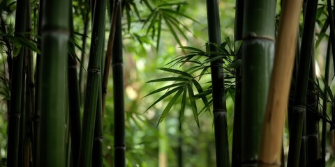 Fototapeta premium Lush green bamboo forest with sunlight filtering through the leaves and stalks. A serene natural background or texture.