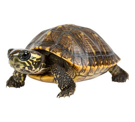 Fototapeta premium A small brown and yellow turtle is laying on its back