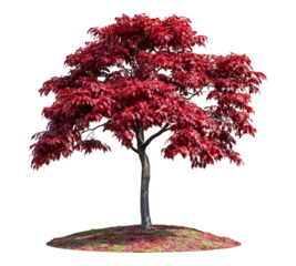 A red tree with no leaves is standing on a hill