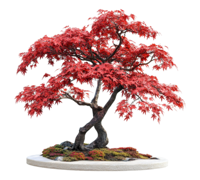 A large red tree with a white background