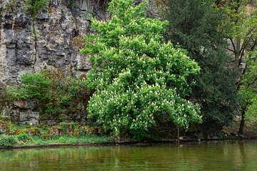 Blooming chestnut tree near rocky cliff and lake in Parc des Buttes-Chaumont, Paris, France. Peaceful springtime urban nature scene