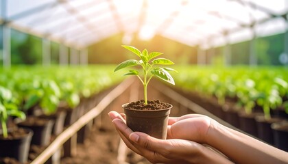 Seedling in Greenhouse Hands.