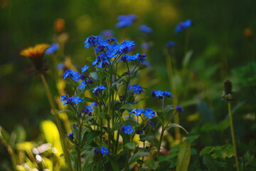 blue and yellow flowers