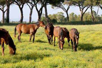 Maremmano-Pferde auf der Weide, Maremma, Toskana, Italien, Europa © Aggi Schmid