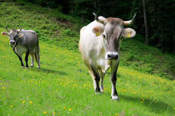 Haus-Rinder auf Weide in den Alpen