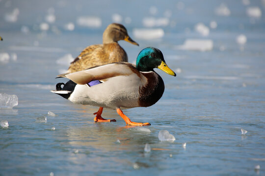 Stockente (Anas platyrhynchos) M&auml;nnchen und Weibchen auf gefrorenem See