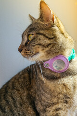 A domestic cat with a bluetooth trekker on the collar so that the owner does not lose the pet....