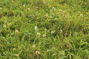 Green grass in meadow with dandelions background wallpaper 