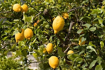Lemon tree, Santa Maria Salina village on Salina island. Aeolian (Lipari) islands. Italy. Europe.