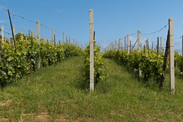 Vineyards on Stromboli island. Aeolian (Lipari) islands. Italy. Europe.