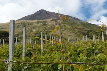 Vineyards on Stromboli island. Aeolian (Lipari) islands. Italy. Europe.