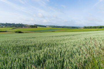 Fototapeta premium Green rural landscape under a blue spring sky