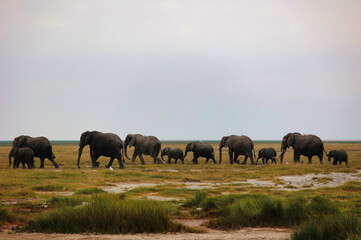 Familia numerosa de elefantes, adultos y crías, caminando por la sabana africana de hierba verde, fauna salvaje en su hábitat natural y grandes mamíferos de África
