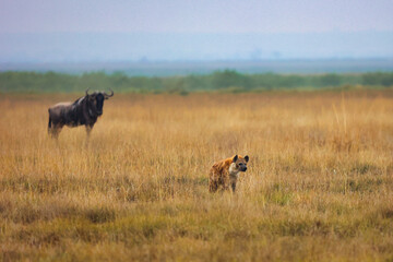 Ñu y hiena en la sabana amarilla, vigilándose mutuamente en su hábitat natural, encuentro entre herbívoro y depredador en la fauna salvaje africana durante un safari
