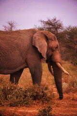 Elefante adulto paseando y comiendo por la sabana africana entre arbustos, paquidermo salvaje en su hábitat natural, fauna y vida silvestre de África observada durante un safari