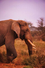 Elefante adulto paseando y comiendo por la sabana africana entre arbustos, paquidermo salvaje en su hábitat natural, fauna y vida silvestre de África observada durante un safari