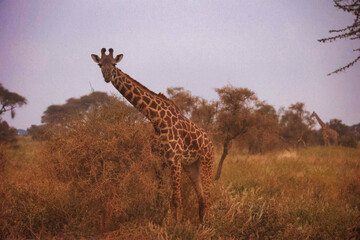 Jirafa camuflada entre arbustos al amanecer en la sabana africana, mamífero salvaje en su hábitat natural, escena de fauna africana y vida silvestre durante un safari