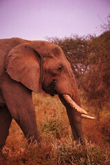 Elefante adulto paseando y comiendo por la sabana africana entre arbustos, paquidermo salvaje en su hábitat natural, fauna y vida silvestre de África observada durante un safari