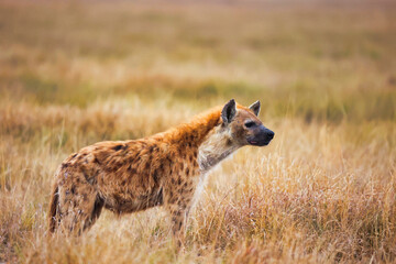 Hiena adulta solitaria caminando por la sabana africana y vigilando su entorno, depredador salvaje en su hábitat natural, fauna y vida salvaje de África durante un safari