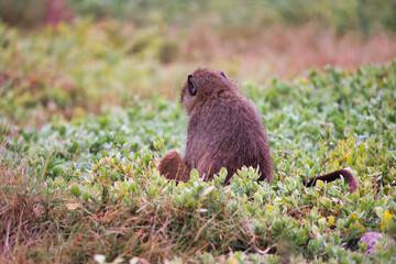 Mono sentado de espaldas en un campo de plantas verdes, comiendo en su hábitat natural, primate salvaje en la fauna africana durante un safari, vida silvestre y biodiversidad de África