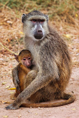Babuino hembra con su cría abrazada, vínculo maternal en la fauna africana salvaje, primates en su hábitat natural en la sabana durante un safari, comportamiento animal y cuidado de crías