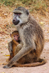 Babuino hembra con su cría abrazada, vínculo maternal en la fauna africana salvaje, primates en su hábitat natural en la sabana durante un safari, comportamiento animal y cuidado de crías