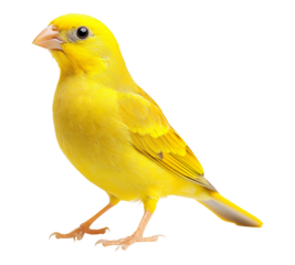 A yellow bird is standing on a white background