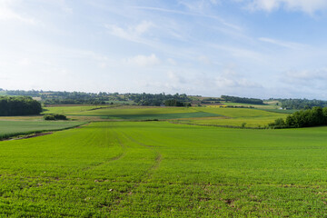 Green rural landscape under a blue spring sky